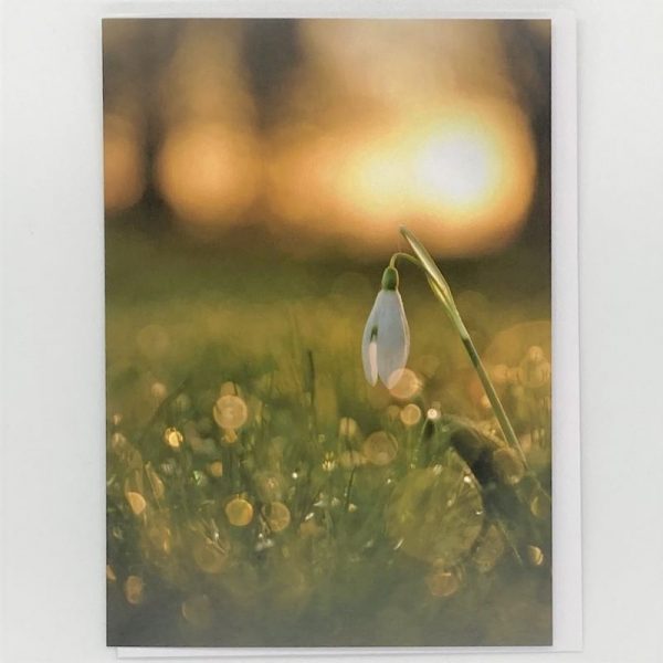 Snowdrops taken in my garden