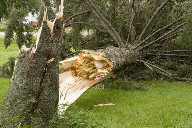 Tree damage in the churchyard – important information Tree damage in the churchyard – important information